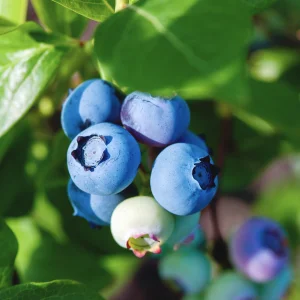 Kerstpakket Jammix van fruitplanten