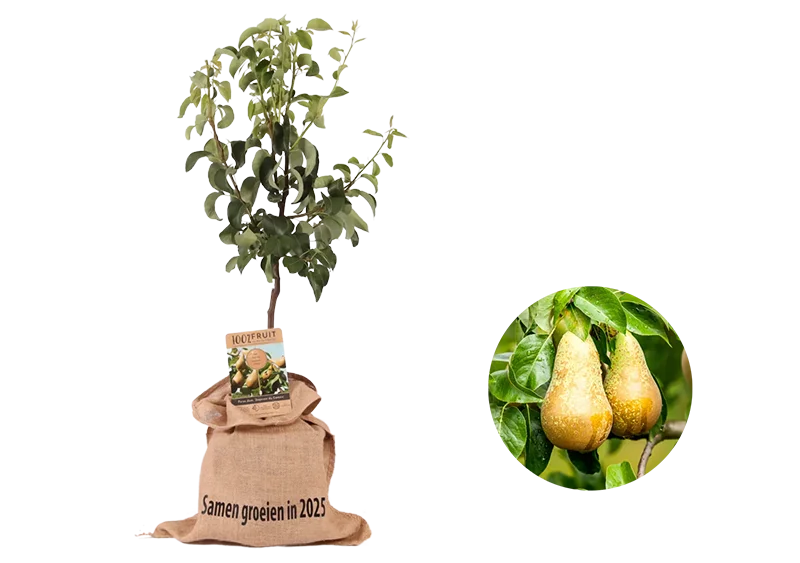 Kerstpakket Perenboom