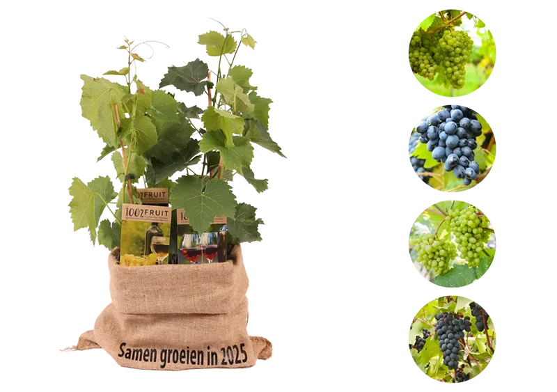 Kerstpakket Wijnmix van druivenplanten